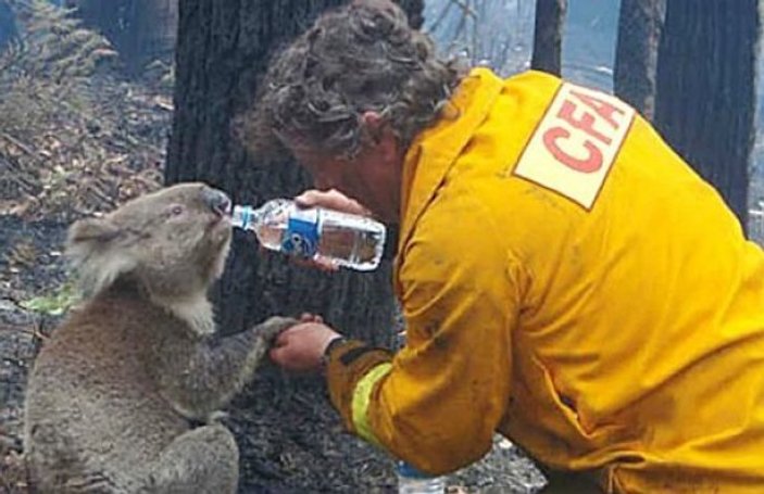 Yangından kurtulan koala, su içerken boğularak öldü
