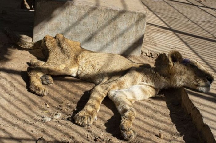 Sudan'daki aslanlar açlıktan zayıfladı