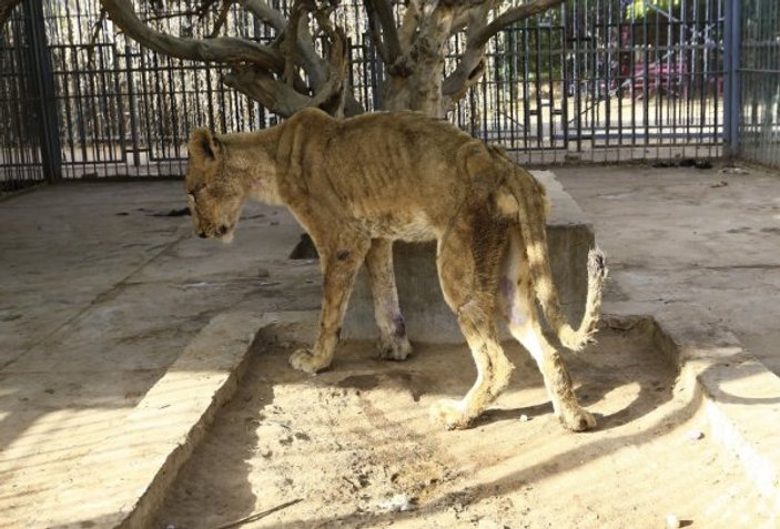 Sudan'daki aslanlar açlıktan zayıfladı