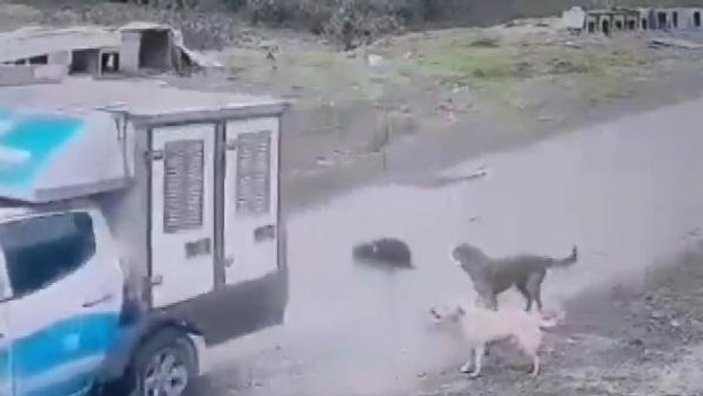Belediye aracıyla köpeği ezdi
