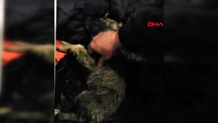 Erzurum'da soğuktan donan köpeğin hayatını kurtardı