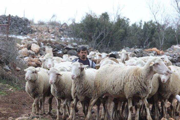 Bursa'da takdir toplayan çoban