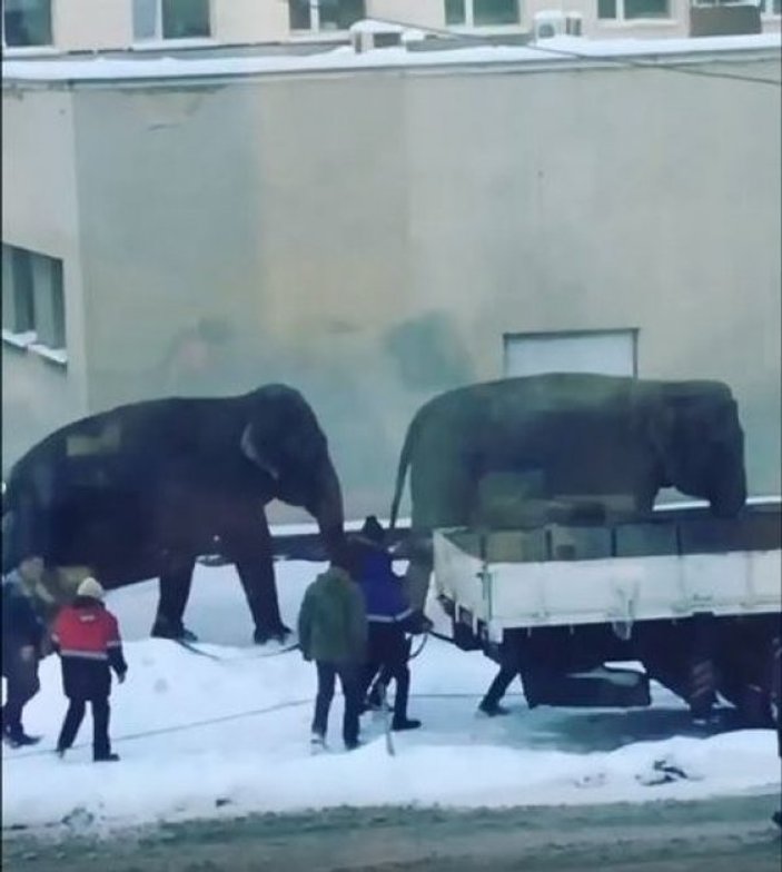 Rusya'da 2 fil sirkten kaçtı