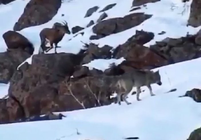 Erzincan'da kurtların arasında gezen yaban keçisi