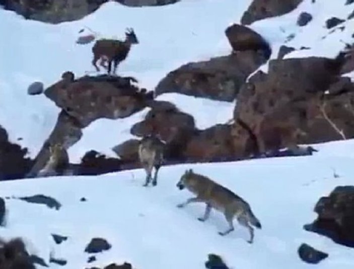 Erzincan'da kurtların arasında gezen yaban keçisi