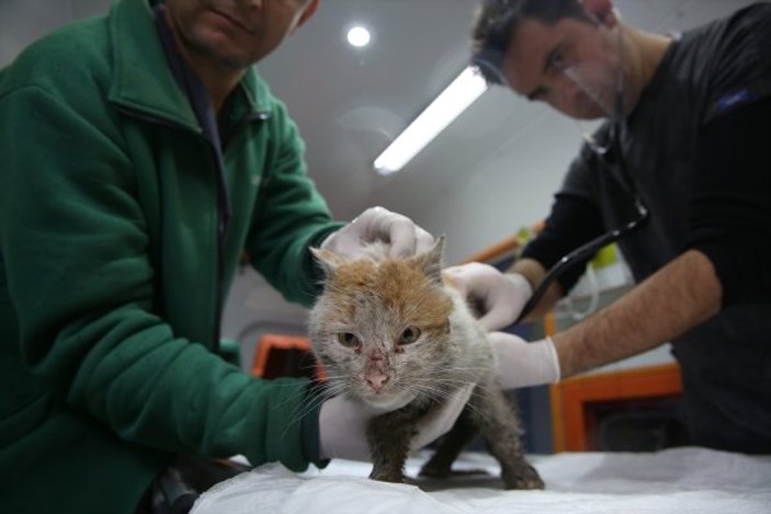 Enkaz altından çıkarılan kedi artık Antalya'da