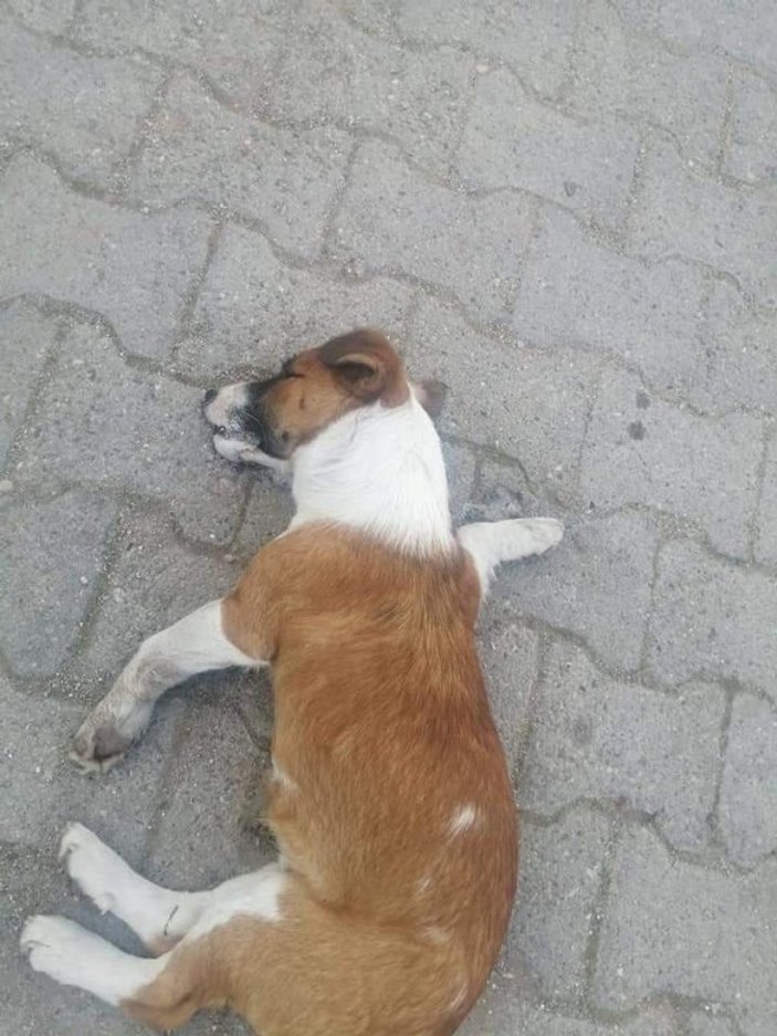 Çanakkale'de 20 köpek zehirlendi