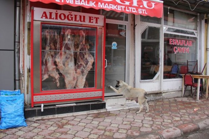 Aç kaldıkça kasaba gidip et isteyen köpek