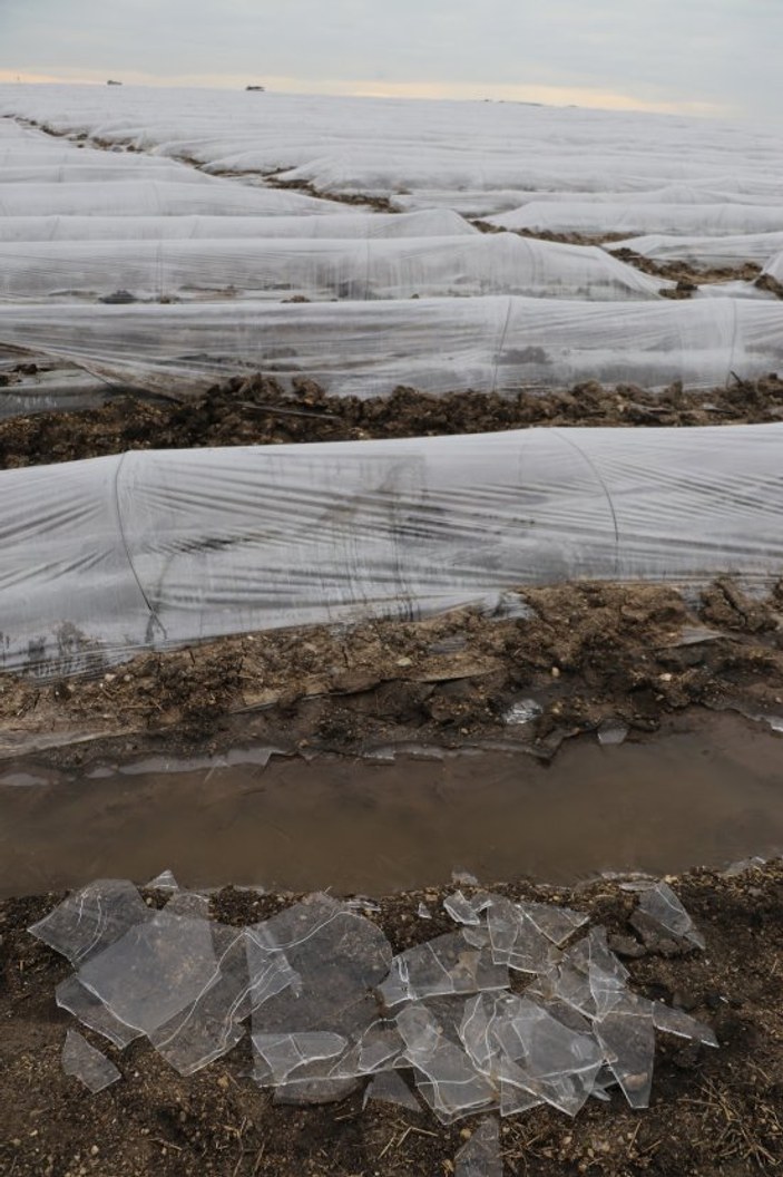 Adana'da karpuz tarlaları buz kesti