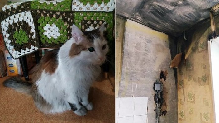 Kedi, uyuyan sahibini ısırarak yangından kurtardı