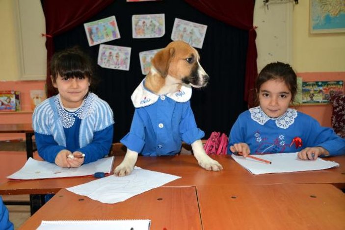 Tokat'ta yaralı bulunan köpek okulun maskotu oldu
