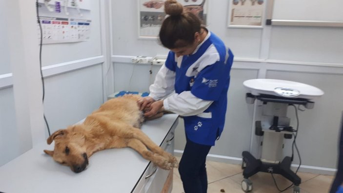 Kırklareli'nde vahşet: Köpeği av tüfeğiyle vurdu