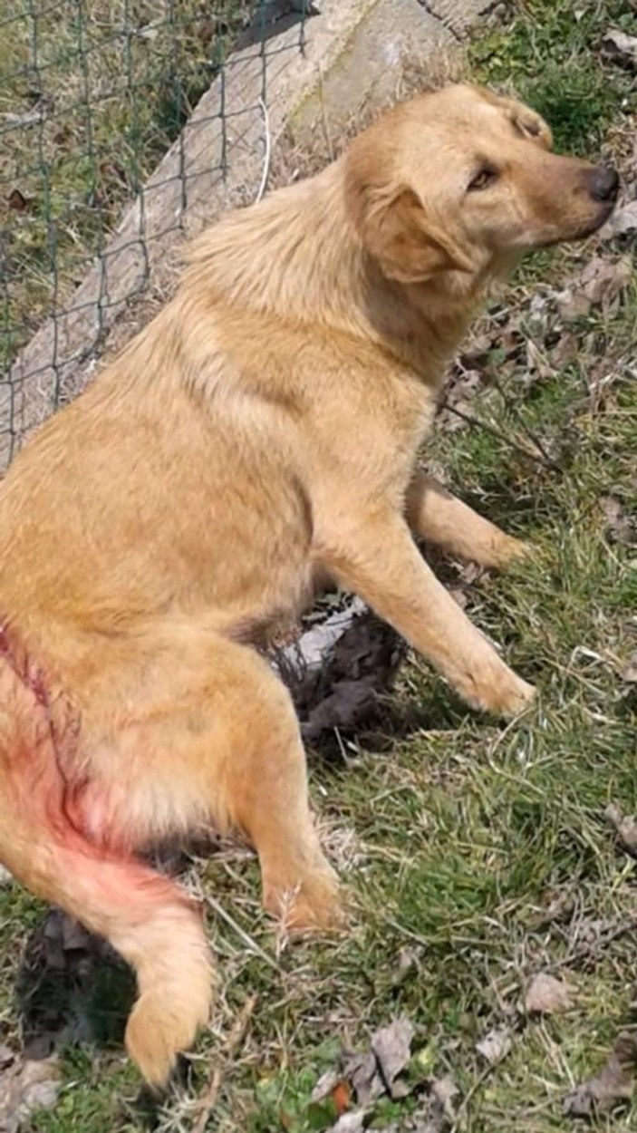Kırklareli'nde vahşet: Köpeği av tüfeğiyle vurdu