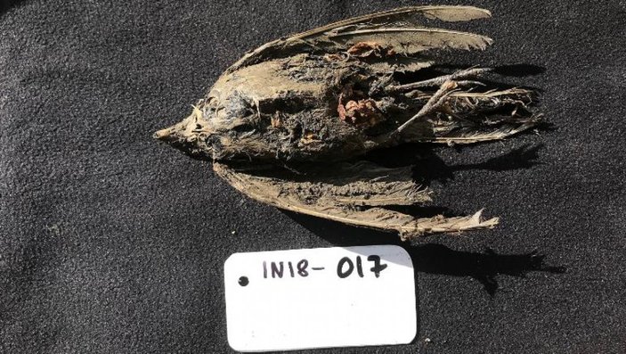 Sibirya'da 46 bin yıllık kuş kalıntısı bulundu