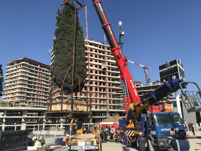 Rezidans için 55 yıllık selvi ağacı söküldü