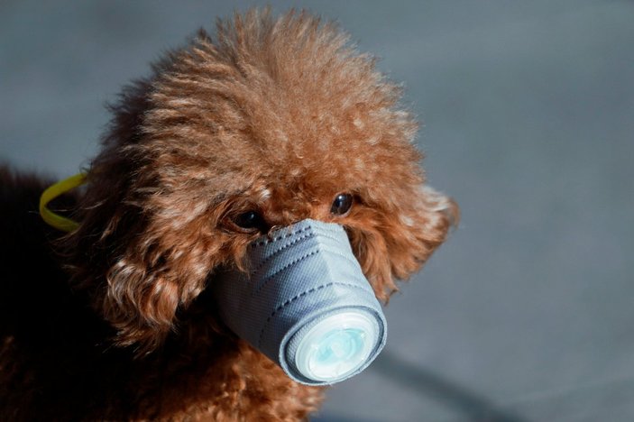 Hong Kong'da virüs şüphesiyle evcil bir köpek karantinada