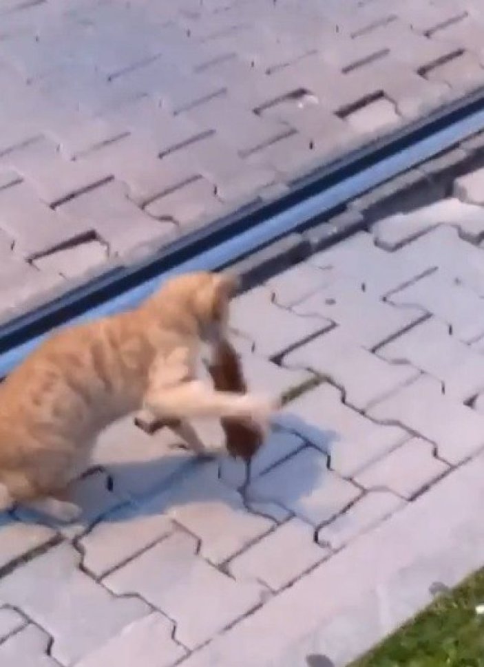 Antalya'da asabi fareyle peşine düşen kedinin kavgası