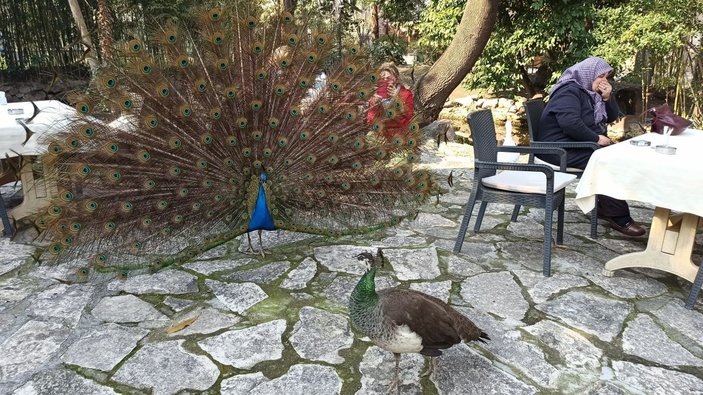 Manisa'daki bir mahalleyi tavus kuşları sardı