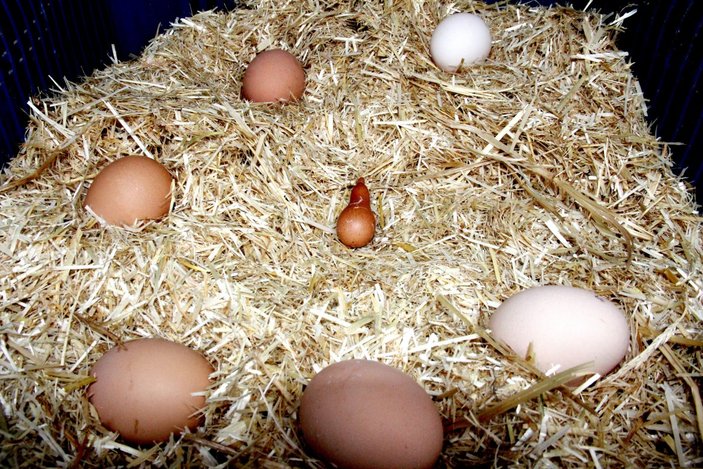 Armut şeklinde yumurta