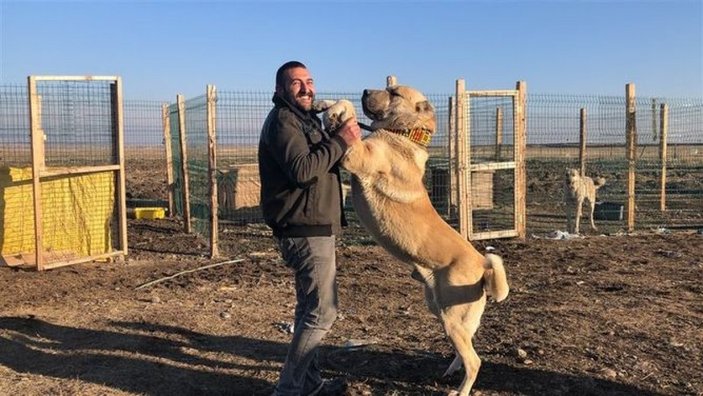 Kars'taki evini köpek sevgisi yüzünden sattı