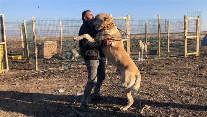 Kars'taki evini köpek sevgisi yüzünden sattı