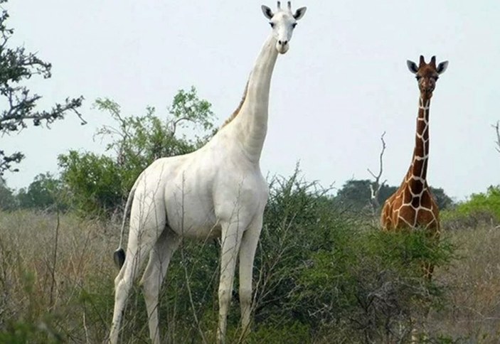 Kenya'da tek dişi beyaz zürafa ve yavrusu öldürüldü