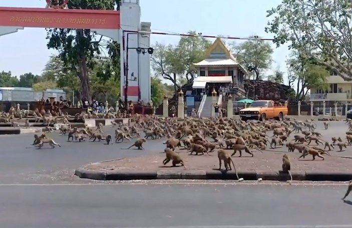 Tayland'da maymunlar sokakları istila etti