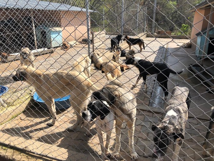 Adana'daki barınakta aç kalan köpekler birbirini yedi