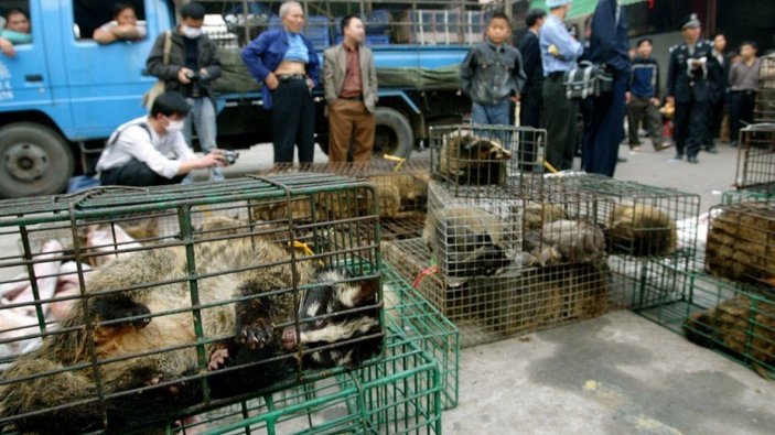 Çin'de vahşi hayvan pazarları yeniden kuruldu