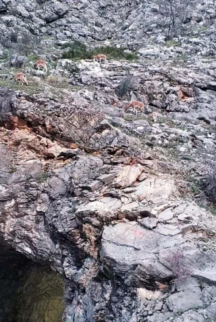Erzincan'da dağ keçileri ilçeye indi