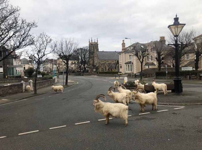 İngiltere'de sokağa inen yabani keçiler