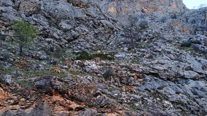 Erzincan'da dağ keçileri ilçeye indi