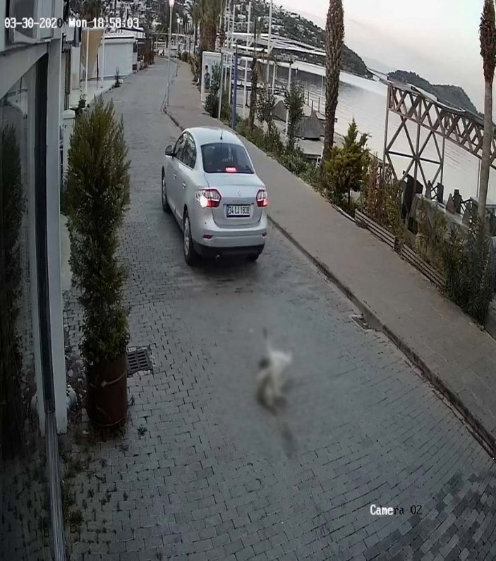 Bodrum’da köpeği ezen sürücü kaçtı