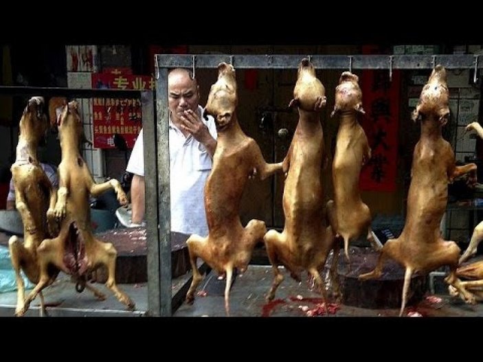Çin'de 1 Mayıs'ta kedi-köpek etine yasak geliyor
