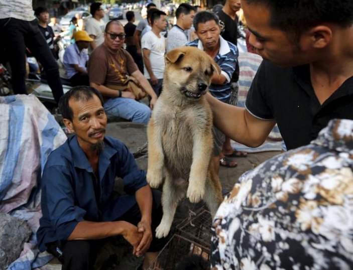 Çin'in Şenzen şehrinde kedi ve köpek yemek yasaklandı