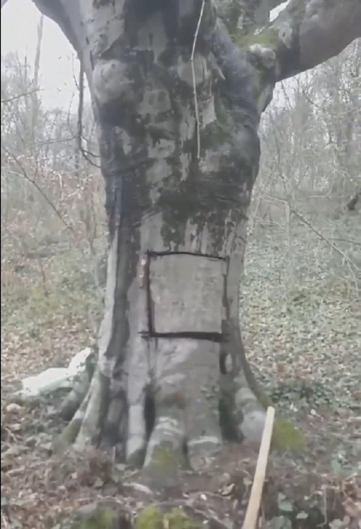 Samsun'da korona için ağacı oyan şahsa soruşturma