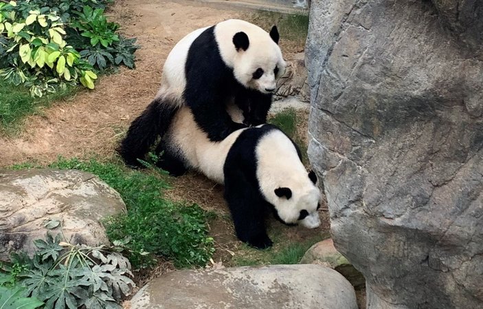 Pandalar 10 yıl sonra çiftleşti