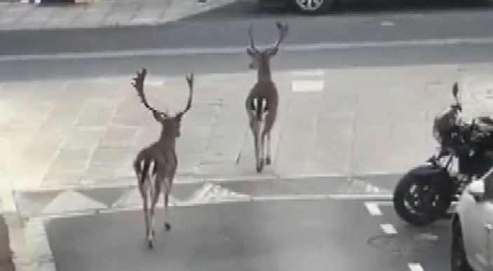 Fransa caddelerinde halk yerine geyikler gezdi