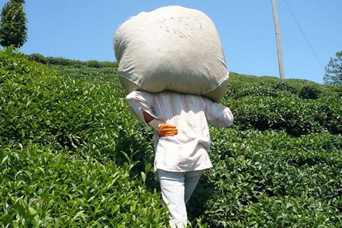 Çay üreticileri 30 Nisan'a kadar Rize'ye gelebilecek