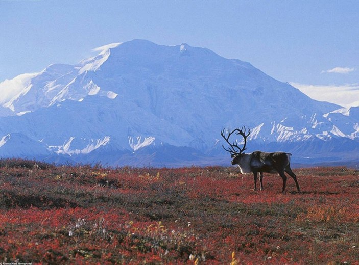 Tundra nedir