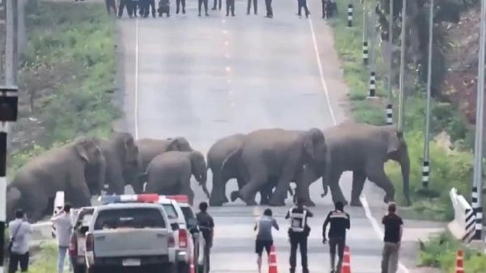 Tayland’da fil sürüsü caddeyi bastı