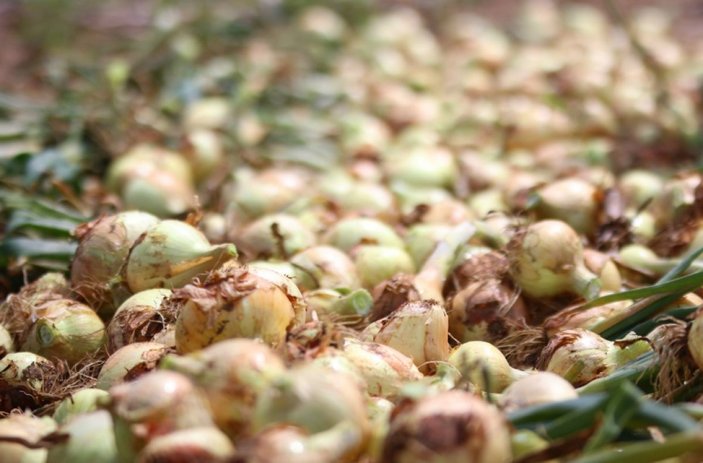 Adana’da soğan hasadı sürüyor