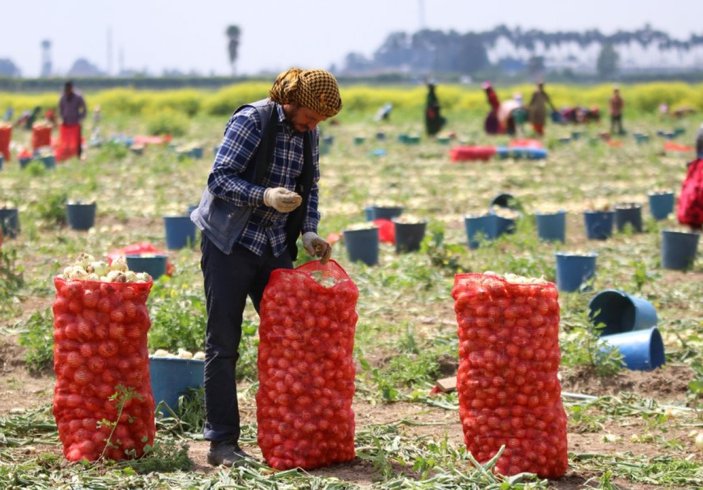 Adana’da soğan hasadı sürüyor