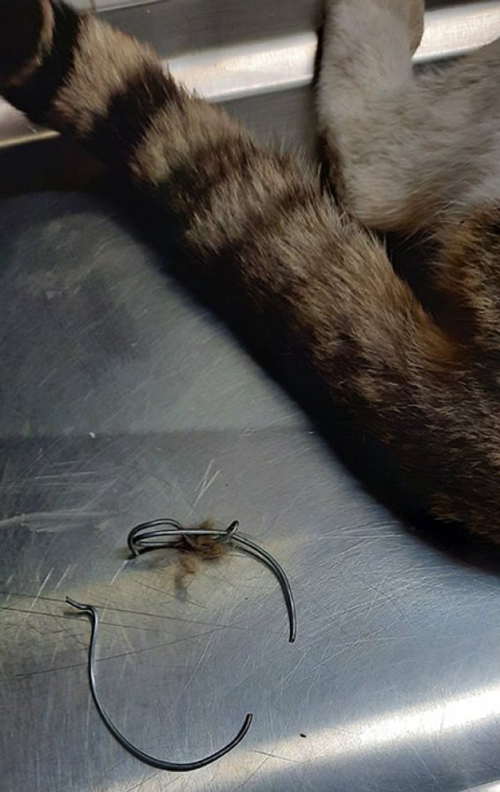 Kedinin beline çelik tel bağlayıp ölüme terk ettiler