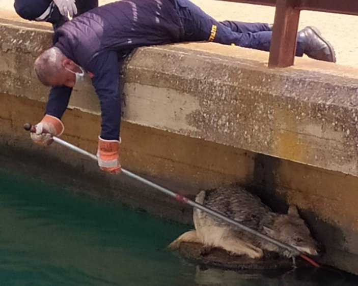 Mardin'de sulama kanalına düşen kurt kurtarıldı