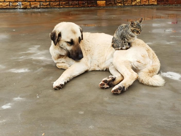 Tunceli'de köpek ve kedinin kıskandıran dostluğu