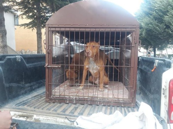 Aksaray'da pitbull besleyen kişiye 19 bin 126 lira ceza