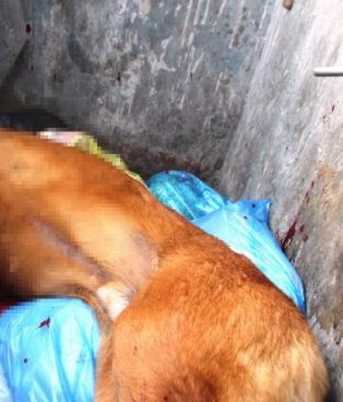 Bodrum'da bir çoban, köpeği öldürüp çöpe attı