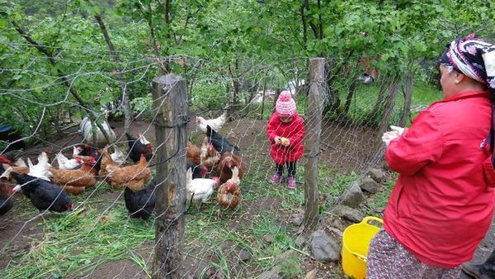 Baharın gelişiyle Karadenizli kadınlar tarlalara çıktı