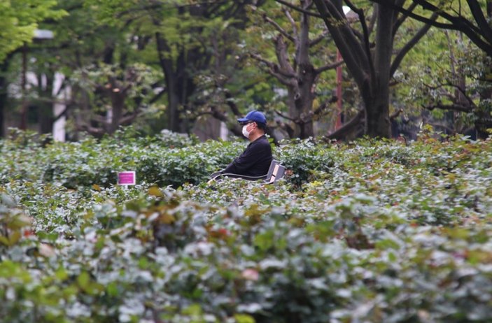 Japonya'da parklardaki çiçekler budandı